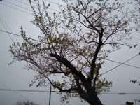  dscf0127.jpg 