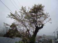  dscf0128.jpg 