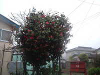  dscf0130.jpg 