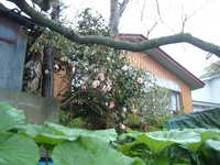 dscf0144.jpg 