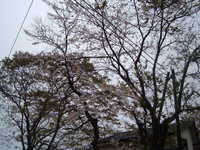  dscf0155.jpg 