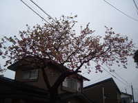  dscf0156.jpg 