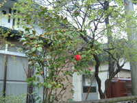  dscf0157.jpg 