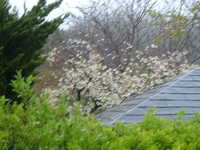  dscf0162.jpg 