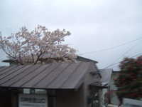  dscf0202.jpg 