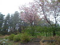  dscf0210.jpg 
