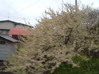  dscf0434.jpg 