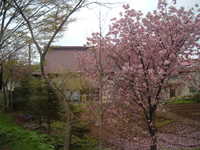  dscf0446.jpg 