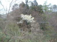  dscf0464.jpg 
