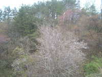  dscf0465.jpg 