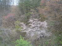  dscf0466.jpg 