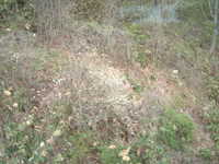 dscf0474.jpg 