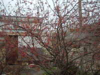  dscf0487.jpg 