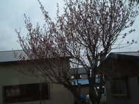  dscf0550.jpg 