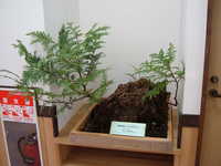  dscf0568.jpg 