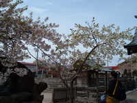  dscf0796.jpg 