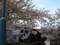  dscf0797.jpg 