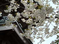  dscf0802.jpg 