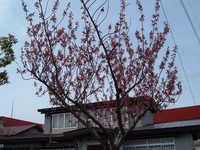  dscf0809.jpg 