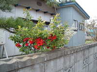  dscf0812.jpg 