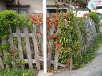  dscf0817.jpg 