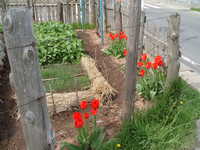  dscf0818.jpg 