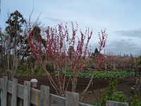  dscf0832.jpg 