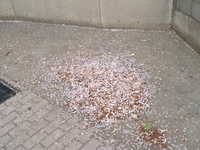  dscf0862.jpg 