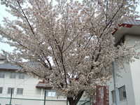  dscf0868.jpg 