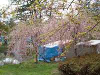  dscf0882.jpg 