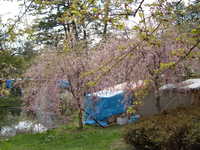 dscf0883.jpg 