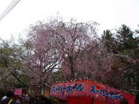  dscf0919.jpg 