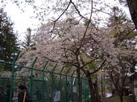  dscf0928.jpg 