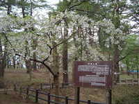  dscf0934.jpg 