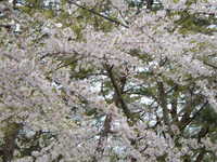  dscf0960.jpg 