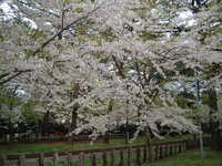  dscf0961.jpg 