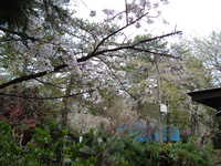  dscf0965.jpg 