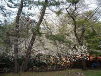  dscf0974.jpg 