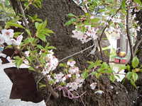  dscf0984.jpg 