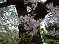 dscf0985.jpg 