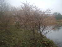  dscf0171.jpg 