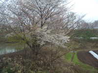  dscf0174.jpg 