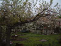  dscf0193.jpg 