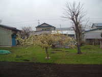  dscf0196.jpg 