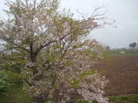  dscf0215.jpg 