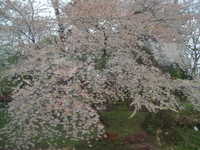  dscf0232.jpg 