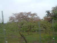 dscf0236.jpg 