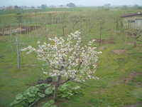  dscf0253.jpg 