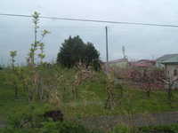  dscf0257.jpg 