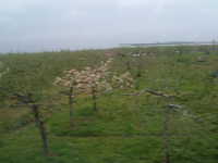  dscf0260.jpg 